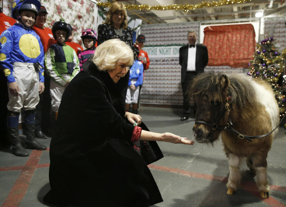 FILE - Camilla, Duchess of Cornwall, attempts to tempt a Shetland pony with some mints as she holds out her hand backstage at the Horse of the Year show in London, Thursday, Dec. 18, 2014. (AP Photo/Alastair Grant, Pool, File)