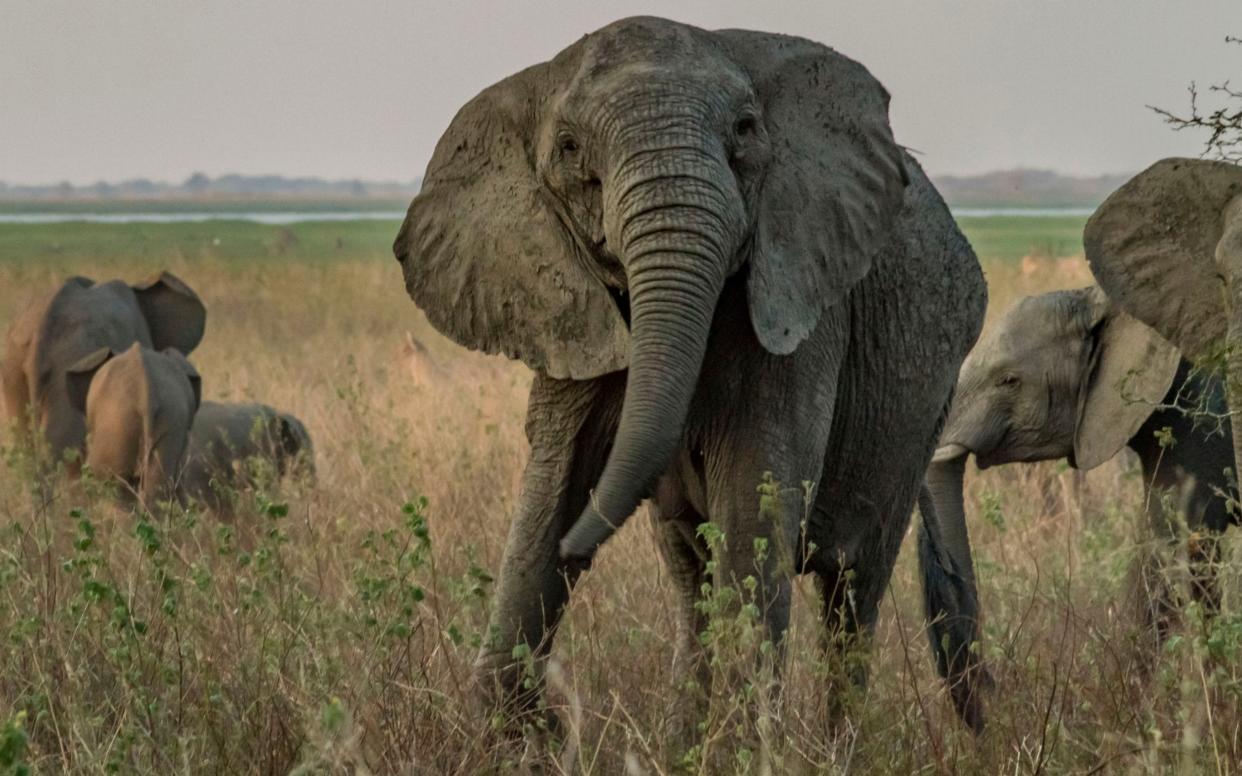 The mass of mammals and birds across the globe will shrink by 25 per cent in the next century  - Caters News Agency