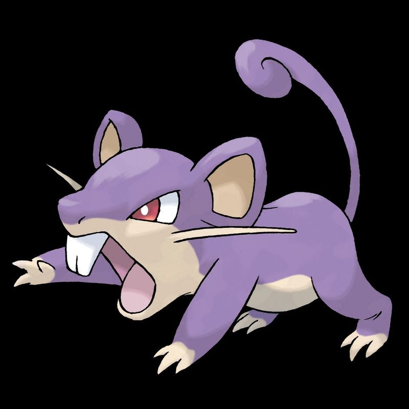 An illustration of Rattata shows the mouse growling at something.