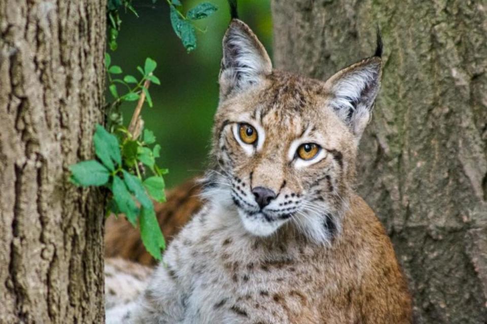WATCH: 'Magnificent' pair of Europe's largest wild cat arrive at zoo <i>(Image: Wild Place Project)</i>