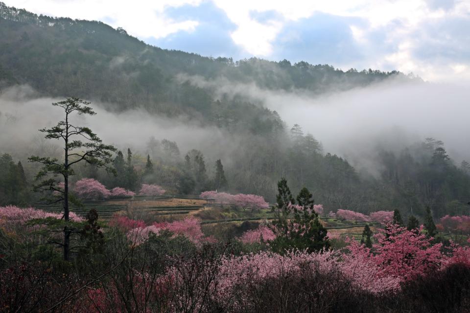 每年2月櫻花綻放，武陵農場美不勝收。武陵農場提供