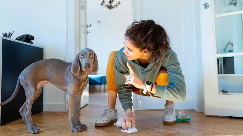 Owner potty training weimaraner puppy