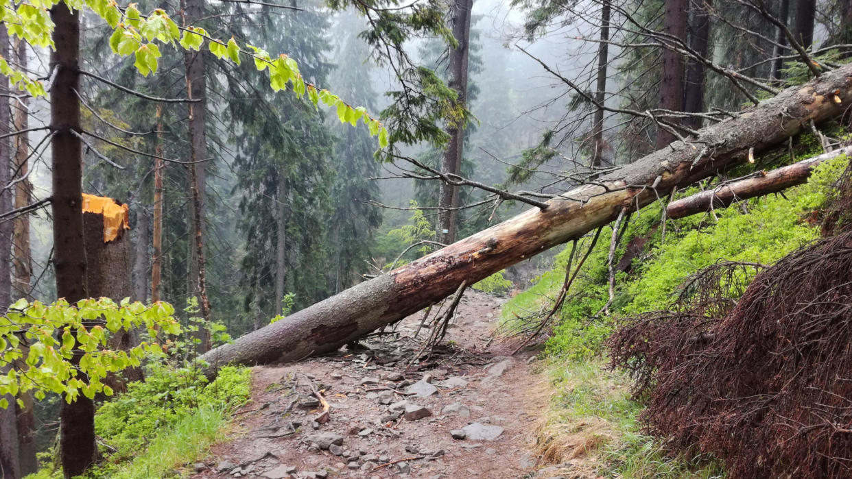  A fallen tree blocks a hiking trail. 