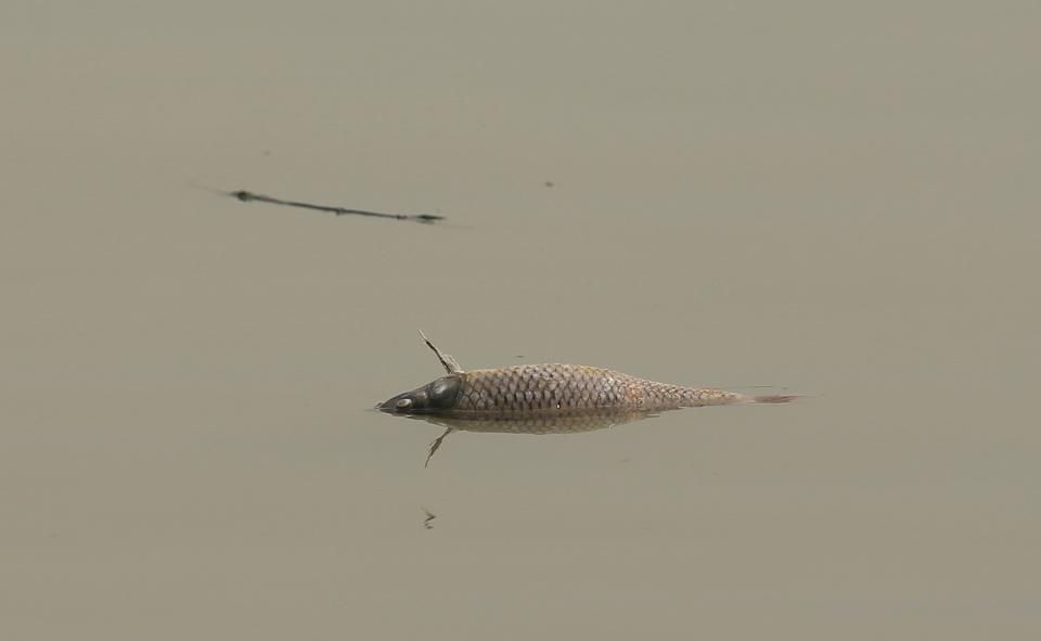 In this Sunday, Oct. 14, 2018 photo, a dead carp floats near the Mandaean Temple as followers of the obscure and ancient Mandaean faith perform rituals along a strip of embankment on the Tigris River reserved for them, in Baghdad, Iraq. Every Sunday worshippers bathe themselves in the waters to purify their souls. But unlike in ancient times, the storied river that runs through Baghdad is fouled by the smells of untreated sewage and dead carp. (AP Photo/Hadi Mizban)