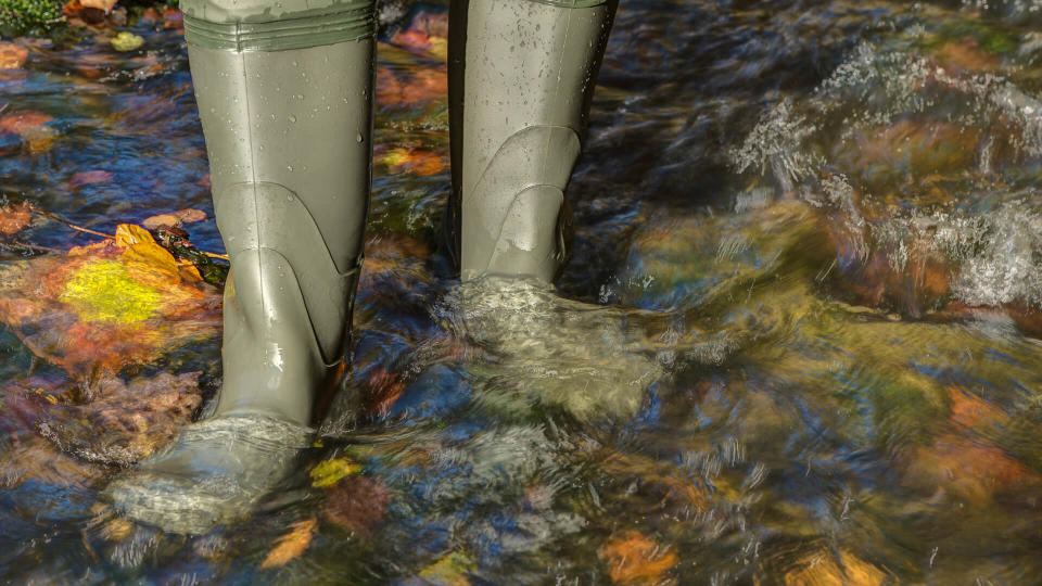 Hiker with high rubber boots goes through a creek in which lies colorful autumn leaves.