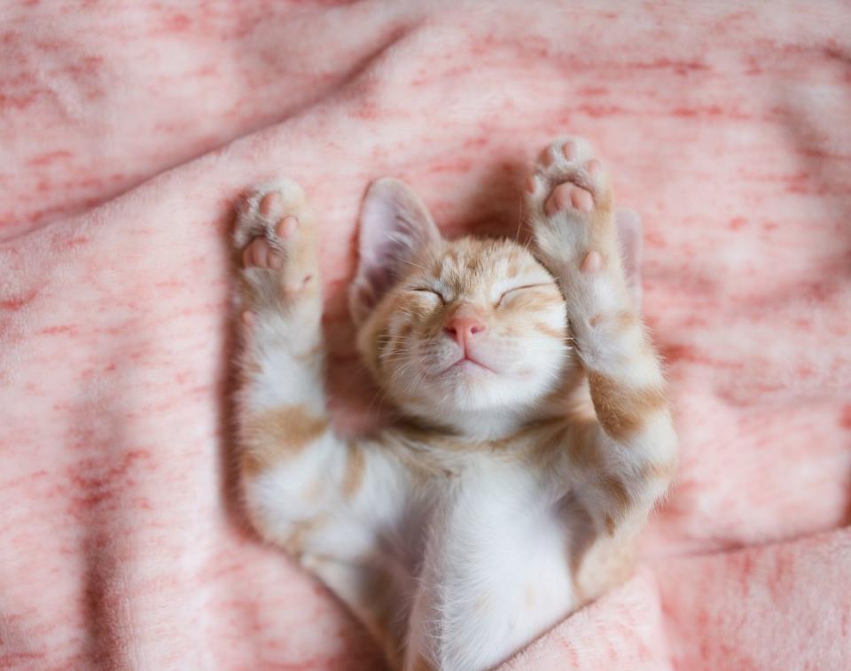 <p>The little paws! The tiny pink nose! The legs up in the air! There is nothing about this picture that isn't the sweetest. </p>