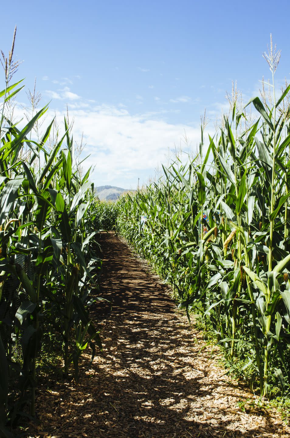 Get Lost in a Corn Maze