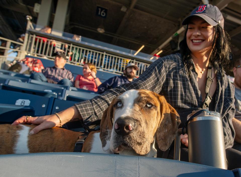 Jess Boerner pets her dog Cobalt during a WooSox game on Woof Woof Wednesday at Polar Park.