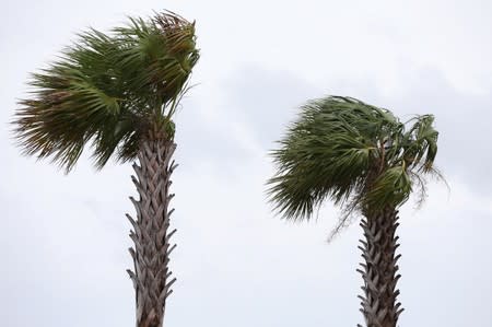 Palm trees sway in wind caused by Hurricane Barry in New Orleans