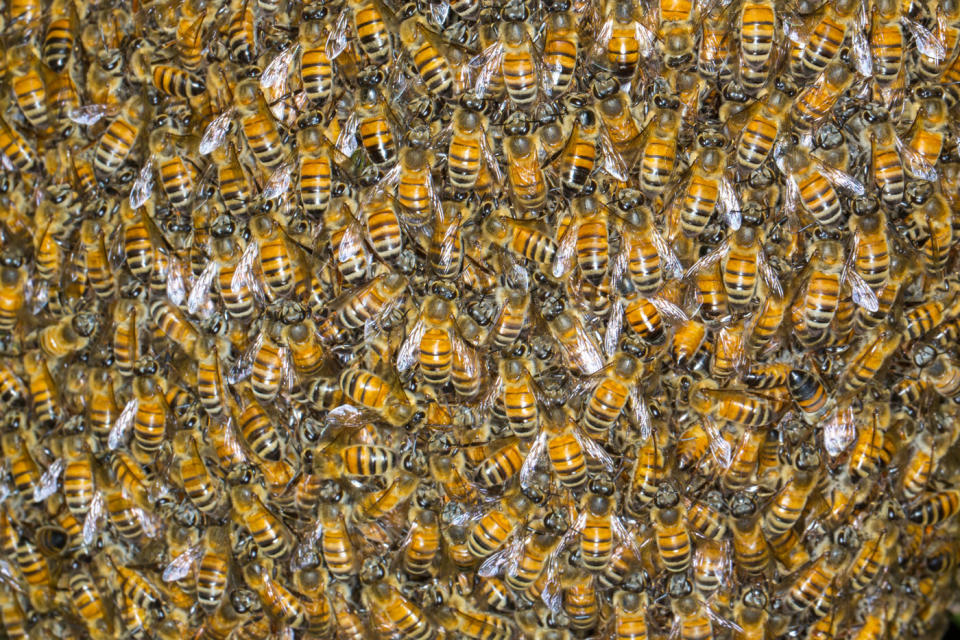 The woman was stung by Africanised bees (pictured), which are said to be more aggressive than regular European bees. File pic. Source: Getty Images