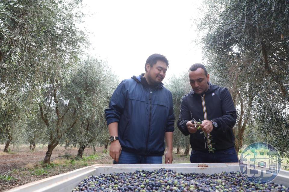 Michael（左）在採收季到訪希爾斯頓橄欖園，與義大利籍經理Mauro Ruffolo（右）討論今年橄欖的採收情況。