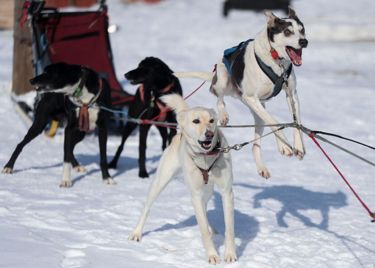 Little Willy, a sled dog, leaps in excitement while waiting to start a training run on Jan. 31, 2022, at Newton Marshall's home near Lily. Newton Marshall, who is a native of Jamaica, started racing dog sleds in 2005 and has been living and training in Wisconsin since June 2019.