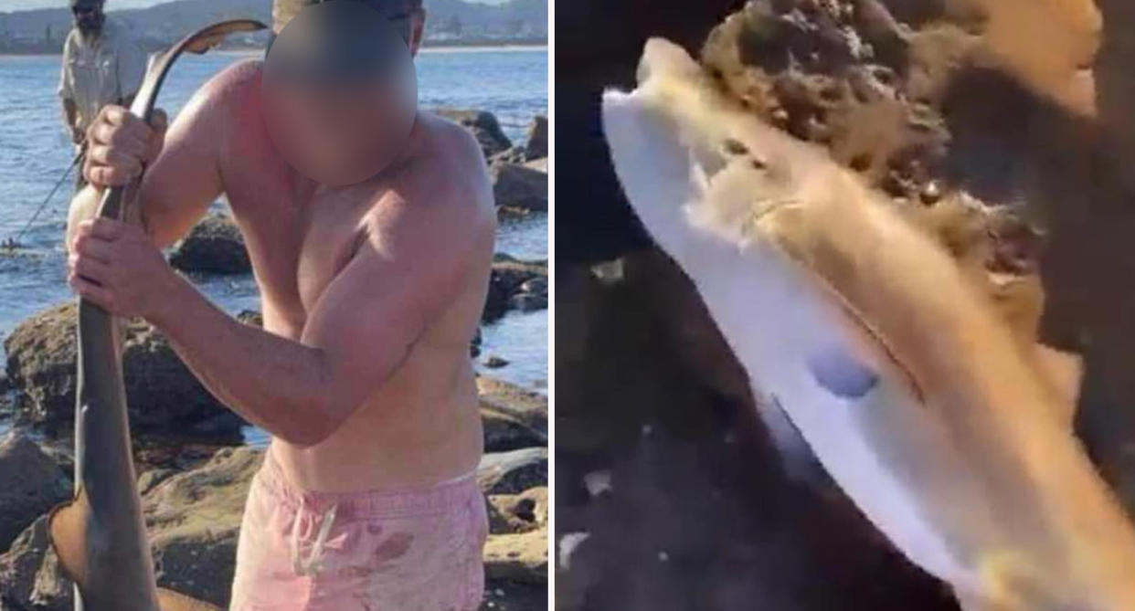 Left: Man holding dead grey nurse shark from tail at Terrigal. Right: Dead grey nurse shark on rocks at Terrigal. 