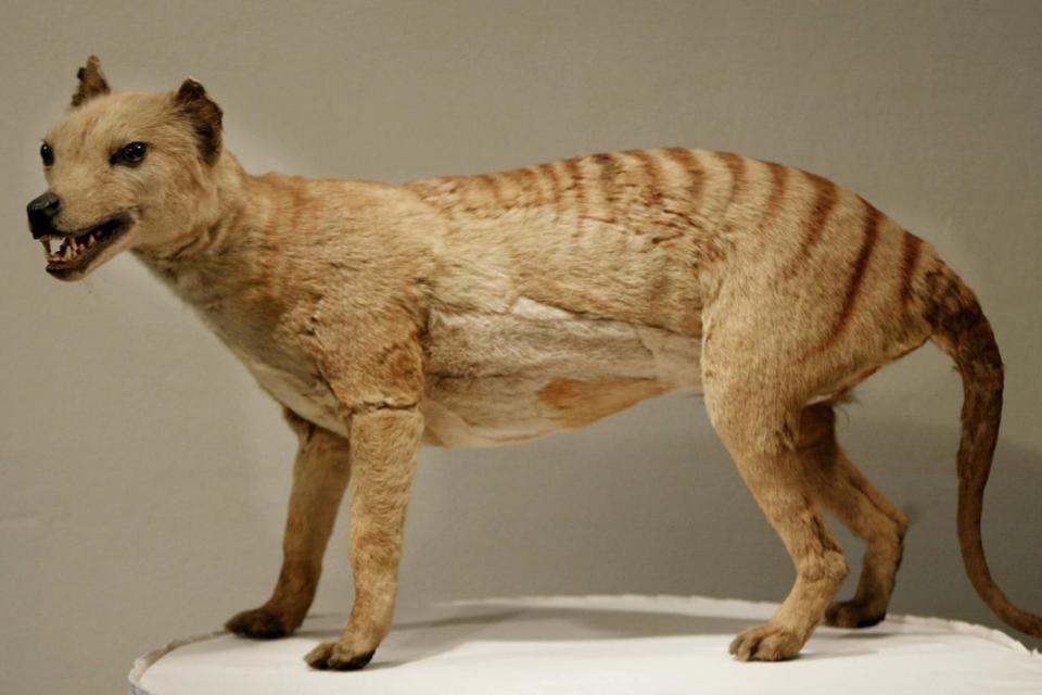 The Tasmanian tiger disappeared after the arrival of British settlers (AFP/Getty Images)