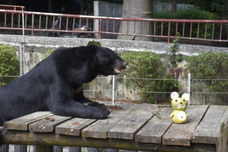 動物吃柚畫面吸睛　壽山動物園線上過中秋