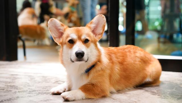 are corgis good guard dogs