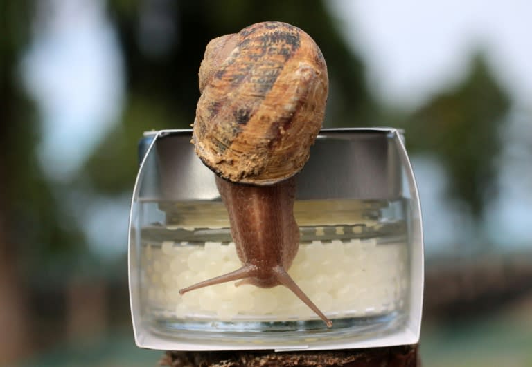 An Aspersa Muller Madonita snail peers into a jar of snail caviar, or escargot pearls, on the La Lumaca Madonita farm