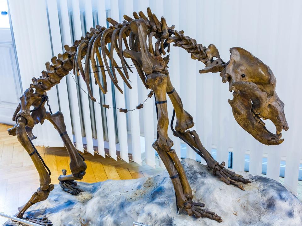 A reconstructed cave bear skeleton is shown in a museum, propped on a fake rock.