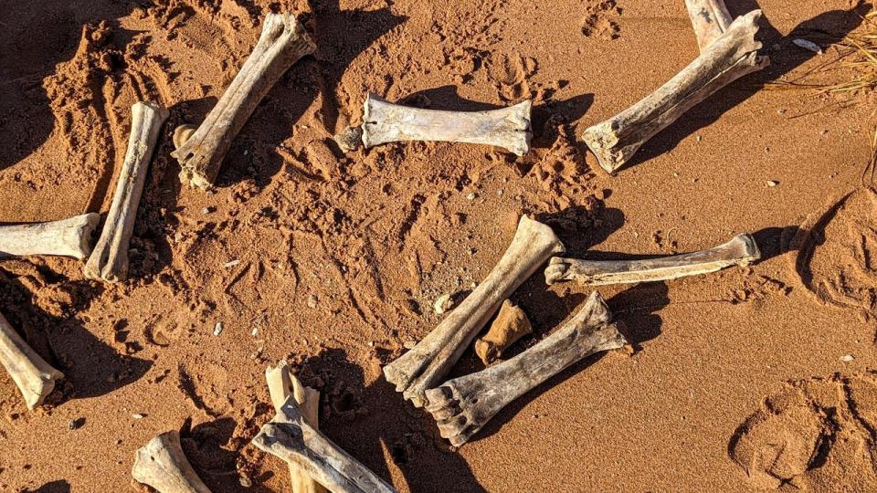 Howse first spotted the bones in a bin that had been placed by the Town of Souris to collect garbage and other debris from the beach.