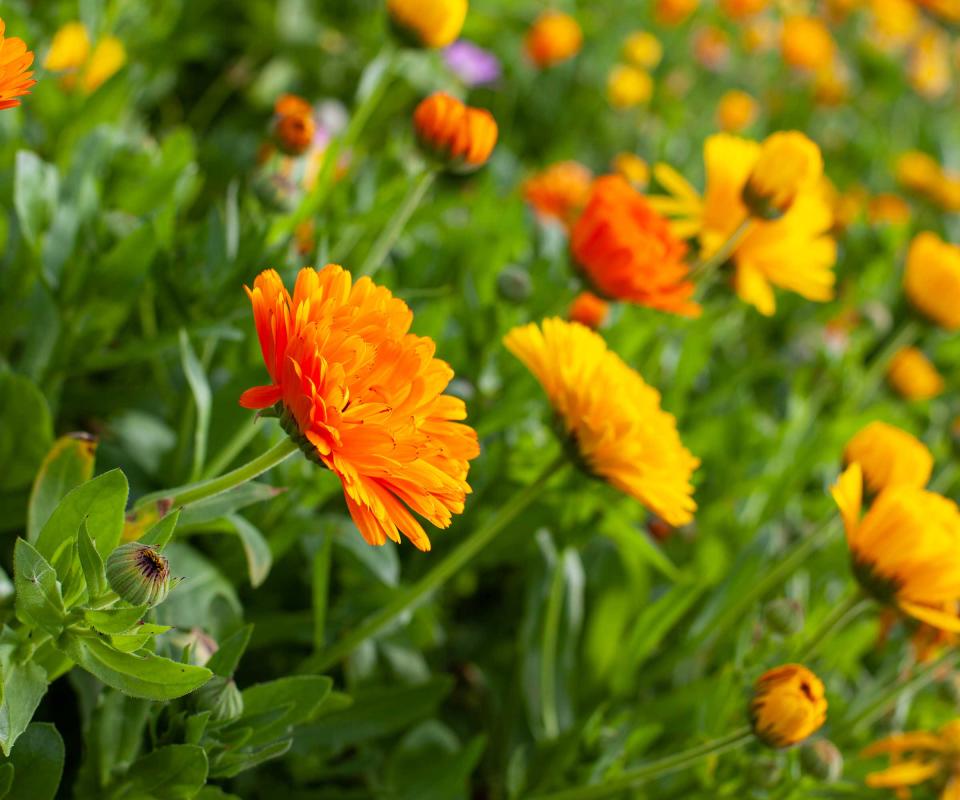 marigolds