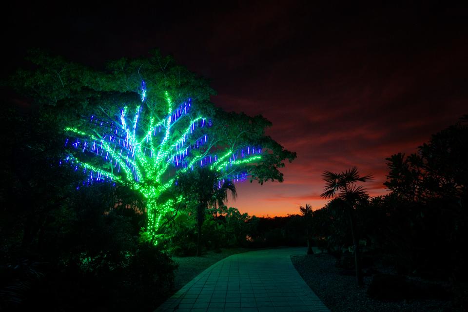 The Naples Botanical Garden's Johnsonville Night Lights in the Garden runs through early January.