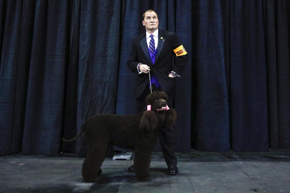 A dog handler stands with his dog before the Sporting Group judging at the 138th Westminster Kennel Club Dog Show at Madison Square Garden in New York