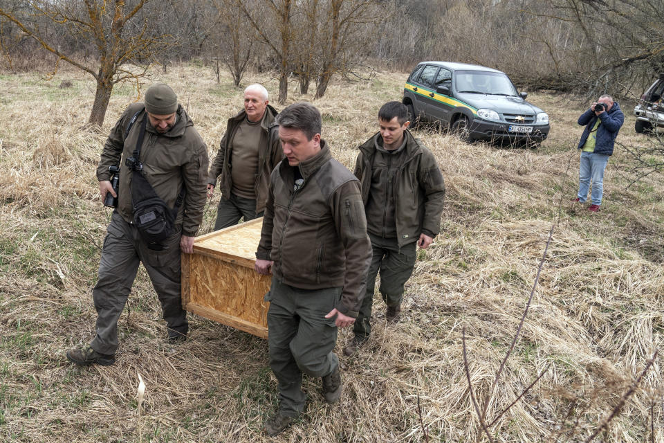 Denis Vishnevskiy, chief of the unit of the Chernobyl Radiation and Ecological Biosphere Reserve, foreground right, and his colleagues carry a box with a beaver preparing to release it into a forest at the Chernobyl exclusion zone, Ukraine, Tuesday, April 13, 2021. To the surprise of many who expected the area might be a dead zone for centuries, wildlife is thriving: bears, bison, wolves, lynx, wild horses and dozens of bird species. According to scientists, the animals were much more resistant to radiation than expected, and were able to quickly adapt to strong radiation. (AP Photo/Evgeniy Maloletka)