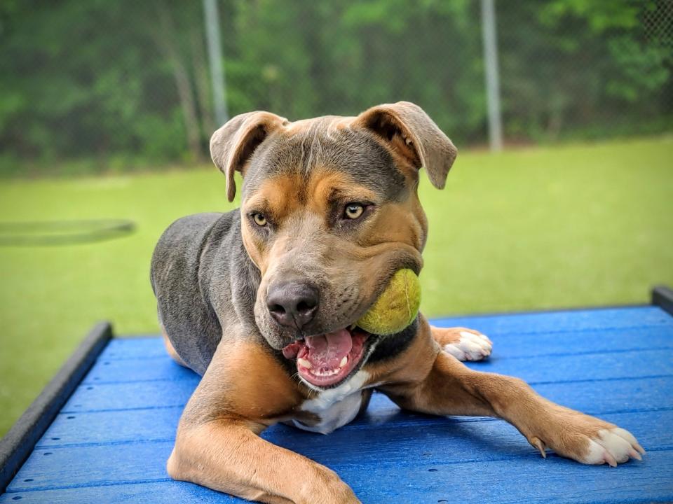 Anton is a beautiful 2-year-old tricolor large-breed neutered dog. He is learning to walk on leash and is an enthusiastic player in the play yard. To meet Anton, call 405-216-7615 or visit the Edmond Animal Shelter, 2424 Old Timbers Drive.