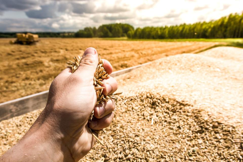 <p>Auch ohne Glutenunverträglichkeit sollte die Wahl auf Vollkornweizen in Bio-Qualität fallen. Produkte aus weiß gemahlenem Weizenmehl oder aus konventioneller Landwirtschaft sollten vernachlässigt werden. Denn hier wird seit Jahrzehnten auf Hochleistungsweizen gesetzt, der anfälliger für Pilzkrankheiten ist und als Folge mit chemischen Mitteln behandelt wird. (Bild: iStock/Damian Lugowski)</p> 