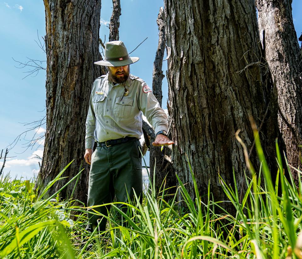 U.S. Army Corps of Engineers forester Andy Meier showcases the height at which the trees were flooded at Reno Bottoms, a wildlife area in the backwaters of the Mississippi River.