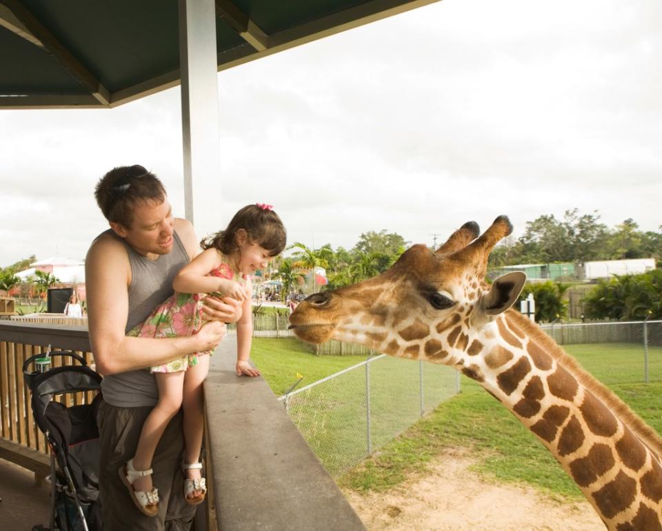 Zoo via Getty Images/HollenderX2