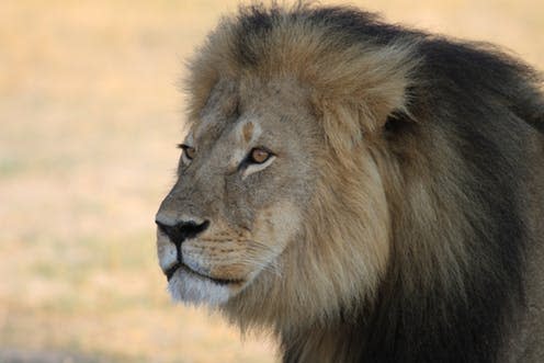 <span class="caption">Cecil the lion, before he was a trophy.</span> <span class="attribution"><a class="link " href="https://www.shutterstock.com/image-photo/cecil-male-lion-november-2012-rip-143309854?src=DnZHBh5b58HBPzukG4YqmQ-1-1" rel="nofollow noopener" target="_blank" data-ylk="slk:Shutterstock/paula french;elm:context_link;itc:0;sec:content-canvas">Shutterstock/paula french</a></span>