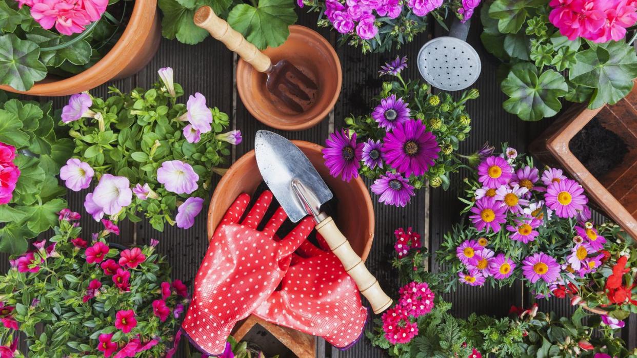 gardening, different spring and summer flowers, gardening tools on garden table