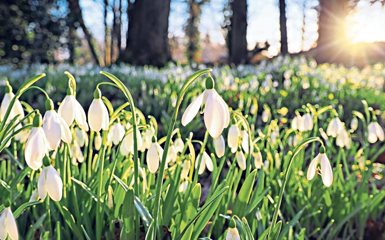 Clumps of early snowdrops make for a stunning early spring display in any garden  -  Getty Images