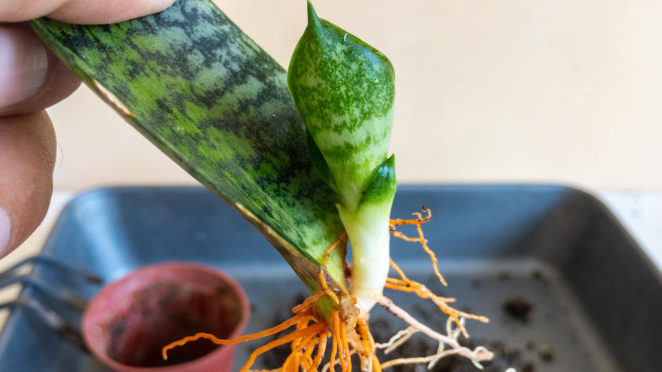 Divided section of a pothos plant to be used as a cutting