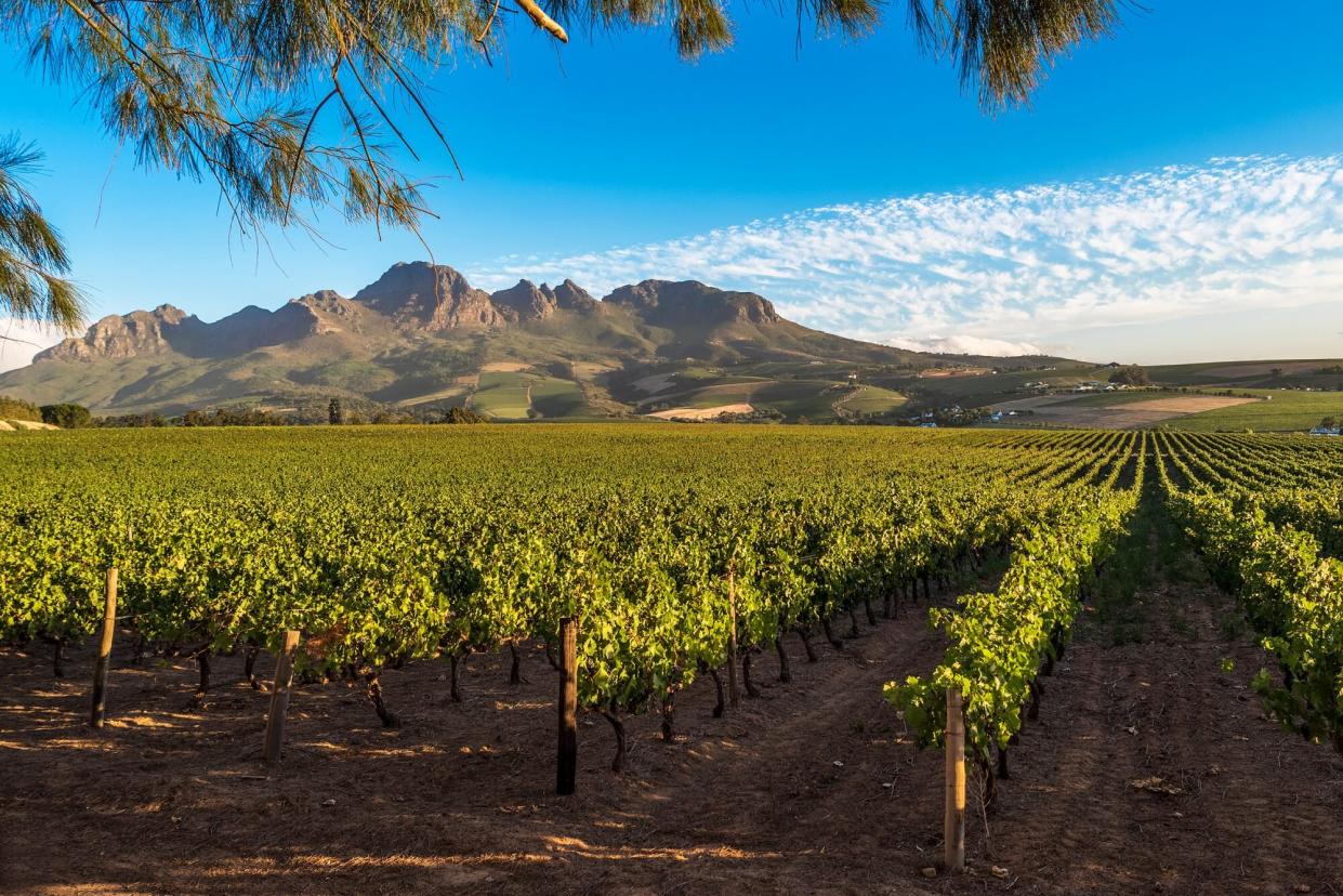 Landscape of Cape Winelands, wine growing region in South Africa