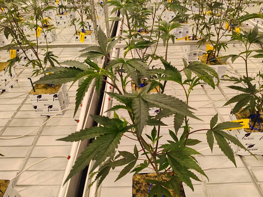 Cresco Labs' first planted crop of marijuana seedlings intended for recreational sales in Ohio. (NBC4 Photo/Mark Feuerborn)