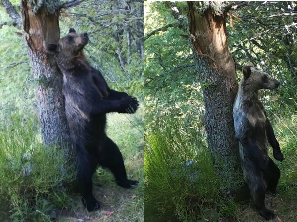 Los osos se frotan con los árboles para dejar mensajes químicos a otros individuos. Author provided
