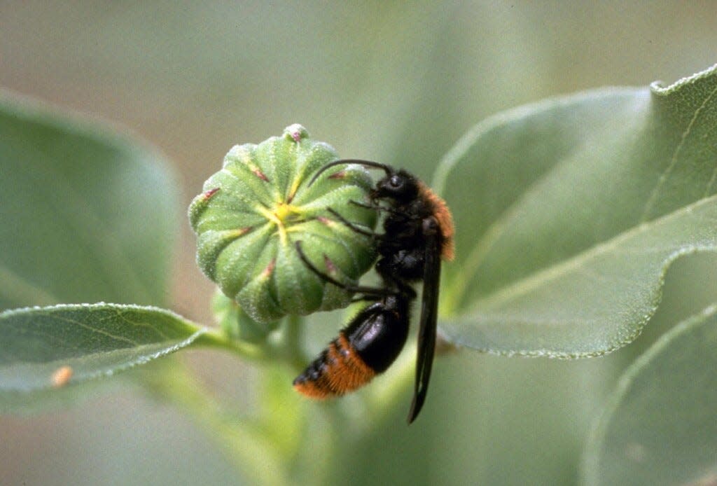 An adult velvet ant feeds on flower nectar as shown in this June 16, 2020, file photo from the Tallahassee Democrat.