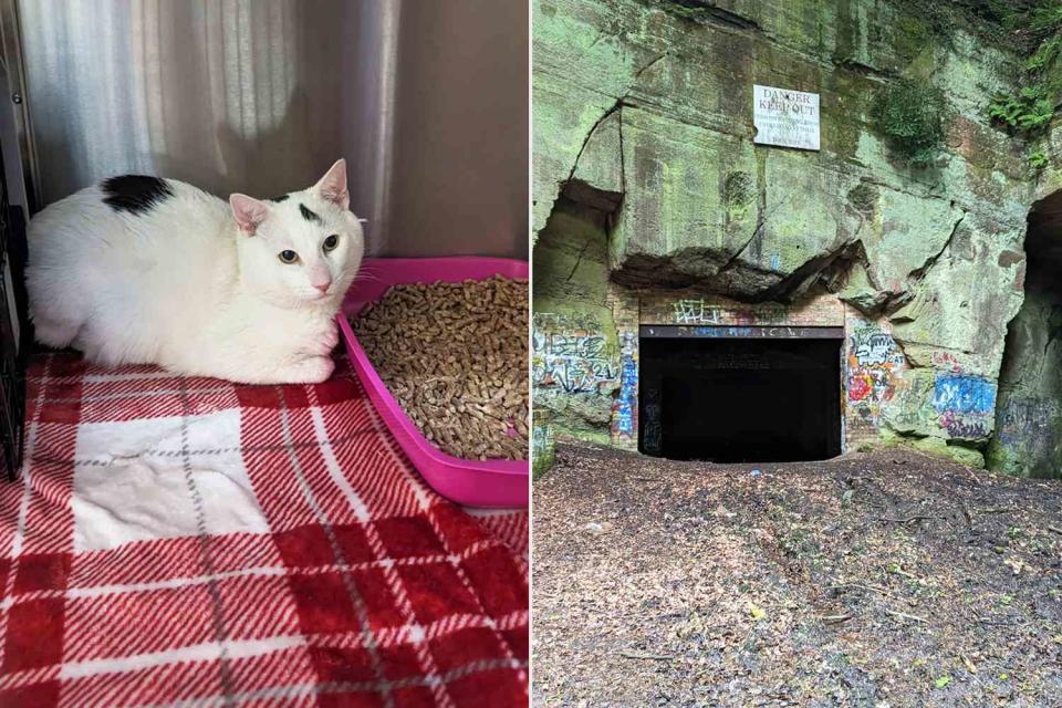 <p>Courtesy RSPCA</p> A cat found abandoned in Beech Cave in England (left) and the cave where the feline was found 