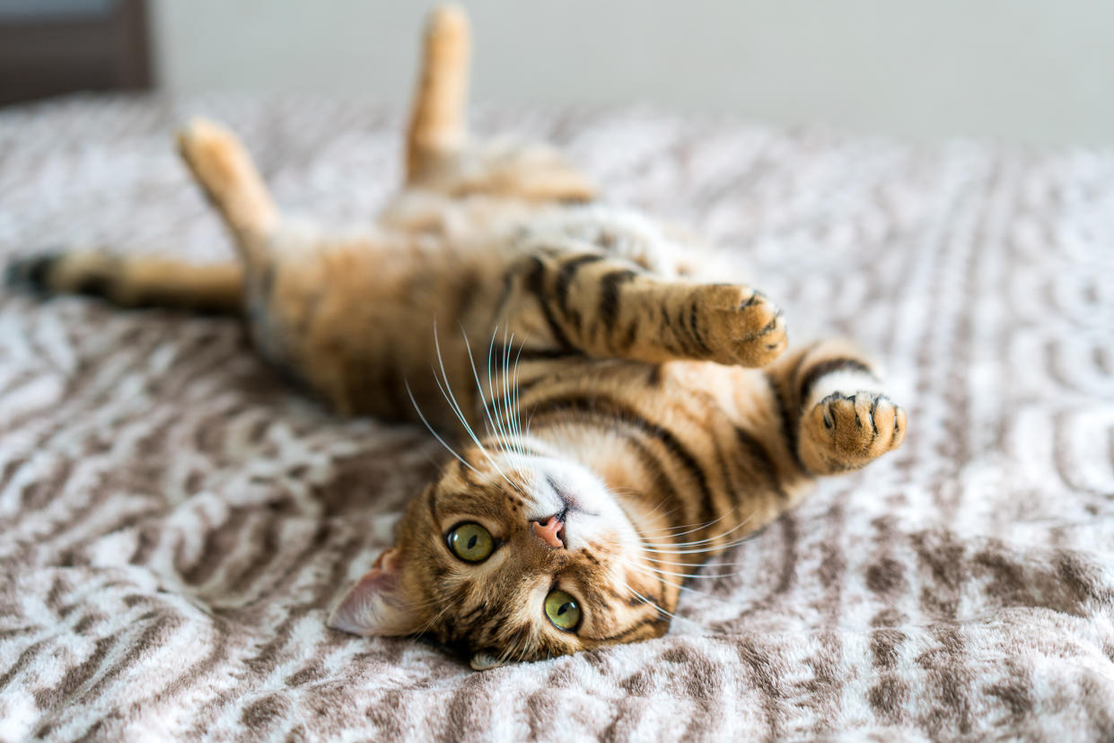  Cat lying on bed. 