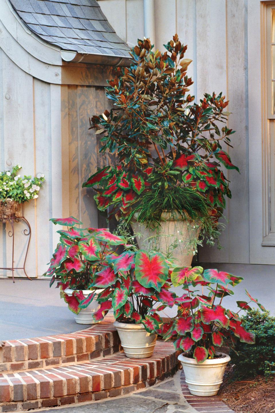 Magnolia, Spider Plant & Caladiums