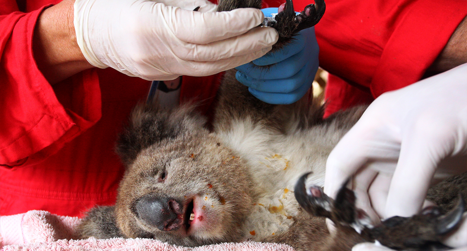 Koalas were severely impacted by the Black Summer bushfires. Source: Getty