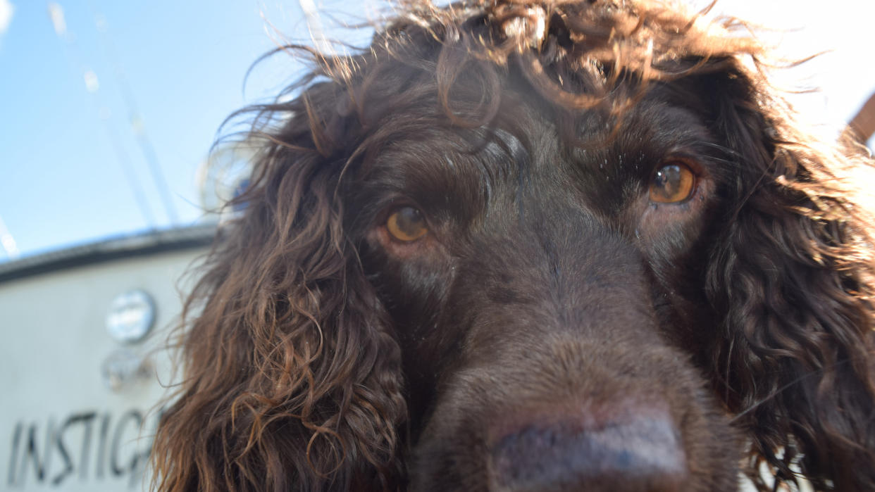 Close up of dogs eyes