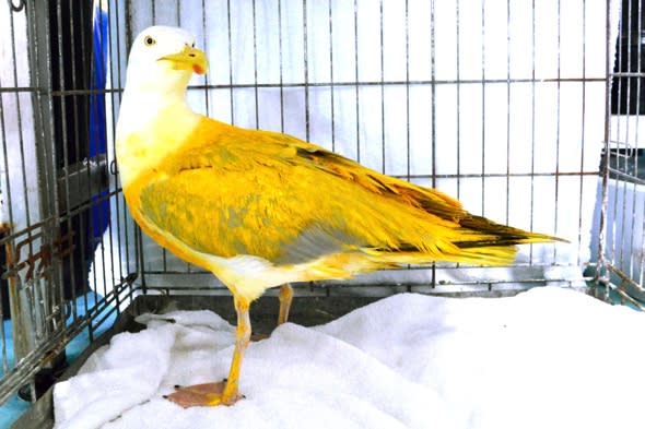 Holidaymakers save seagull spray-painted yellow by yobs