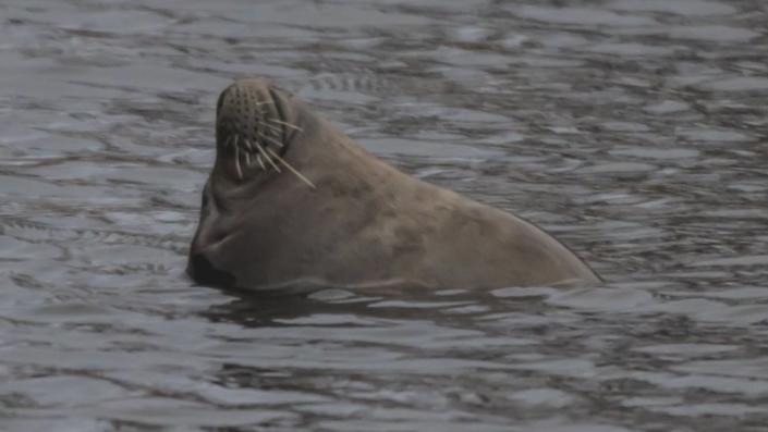 Foca nadando en el lago de pesca