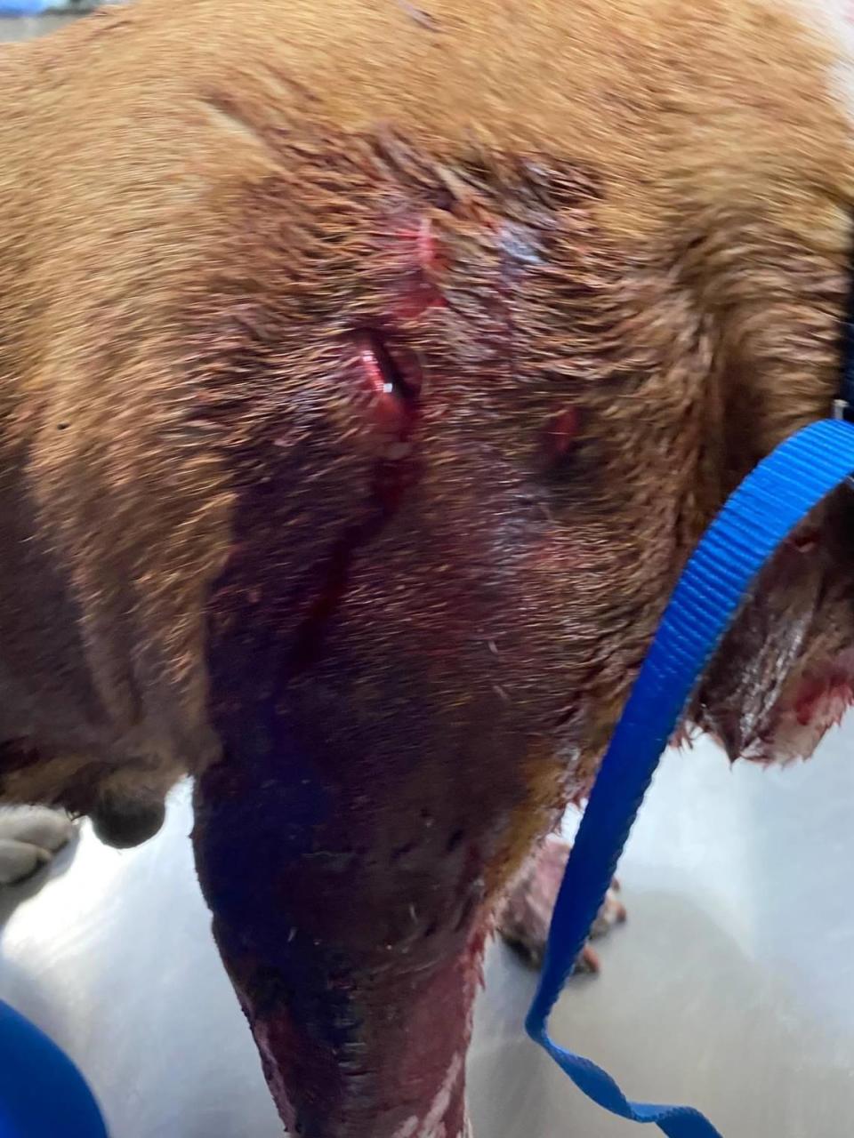 Roxy, a brown-and-white colored pit bull mix from Fresno, was stabbed 17 times all over her body during an attack on July 23 in Fresno. She managed to survive and two weeks later, gave birth to a litter of puppies.