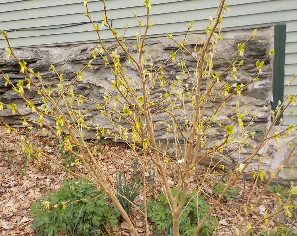 Leatherwood has small greenish-yellow flowers that appear about the same time as forsythia.