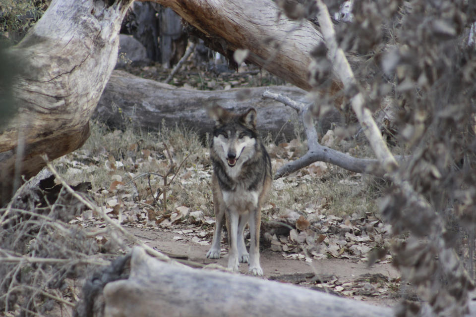 This Jan. 15, 2021 image provided by the ABQ BioPark shows a male endangered Mexican gray wolf named Ryder at the zoo in Albuquerque, N.M. It is part of a pack that has been transported to Mexico for eventual release into the wild as part of conservation efforts in that country. (ABQ BioPark via AP)