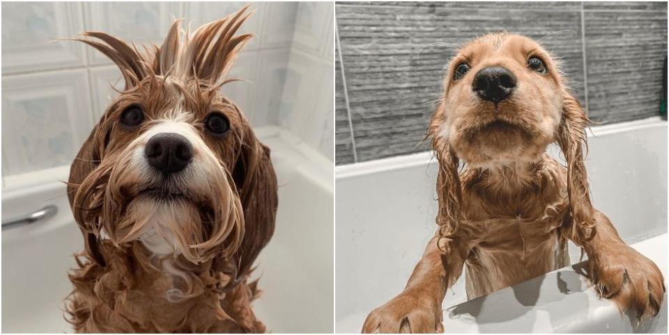 12 adorable images of dogs getting baths to brighten your day